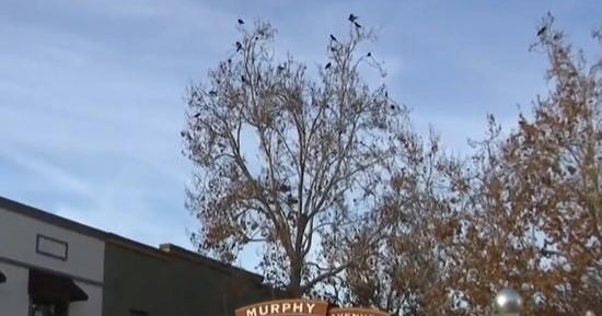Green lasers to fight crow invasion? California city's plan facing