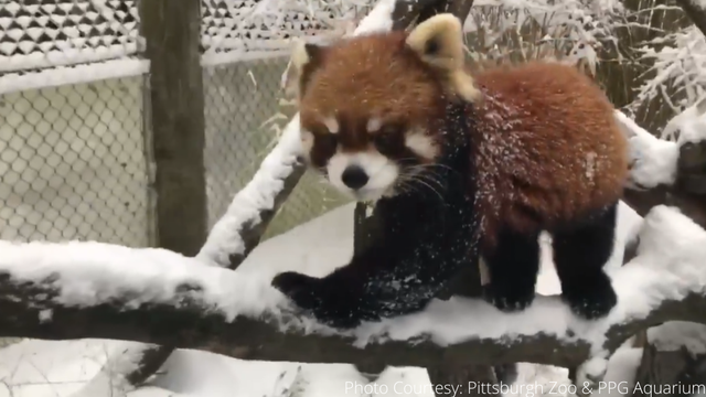 pittsburgh-zoo-red-panda.png 