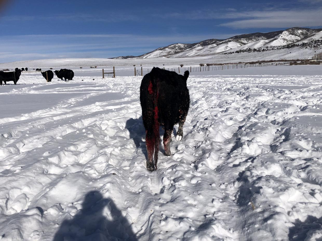 Rancher Struggles To Haze Wolves After Pack Attacks 2 Cows In 2 Days ...