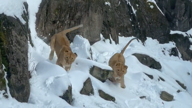 pittsburgh-zoo-lions-snow.png 