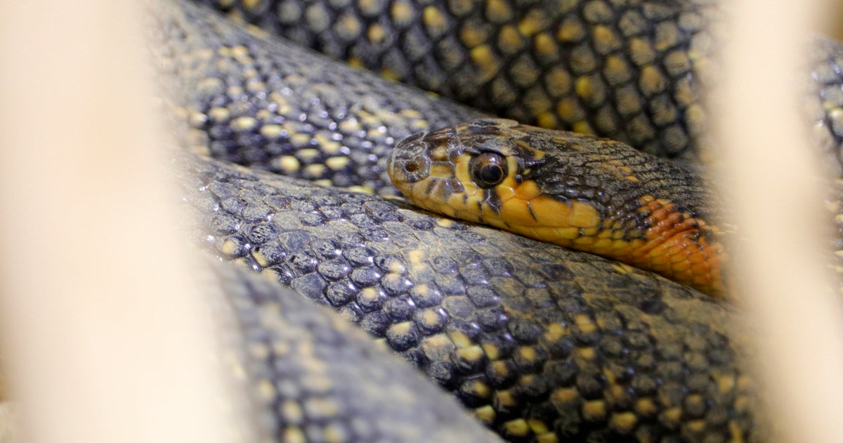 Maryland Man Found Dead With Over 100 Snakes In His Home CBS Baltimore