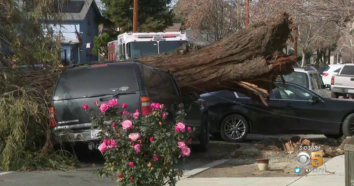 Large Tree Falls in San Jose as Gusty Winds Whip Through Bay Area Hills