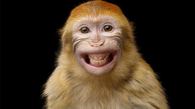 Monkey-smiling.jpg 