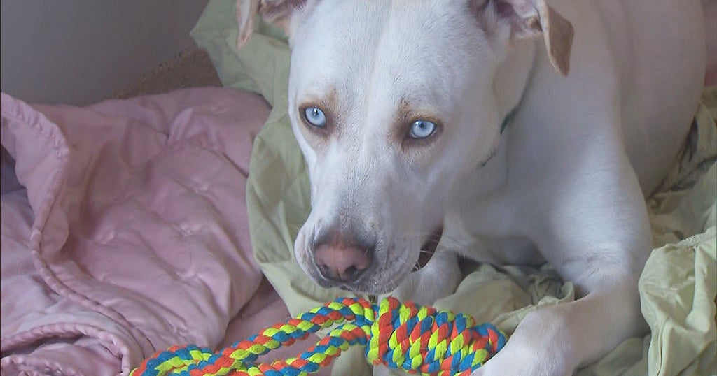 3 Dogs From Tornado-Ravaged Kentucky Now Up For Adoption In ...