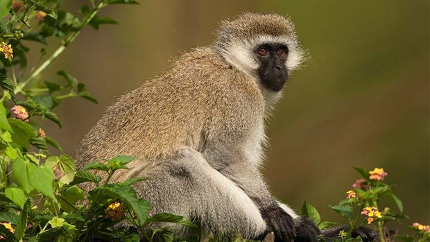 vervet monkey