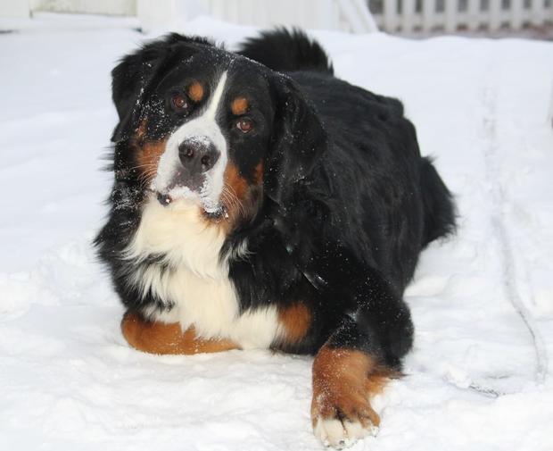 Shucker-dog-in-the-snow.jpg 