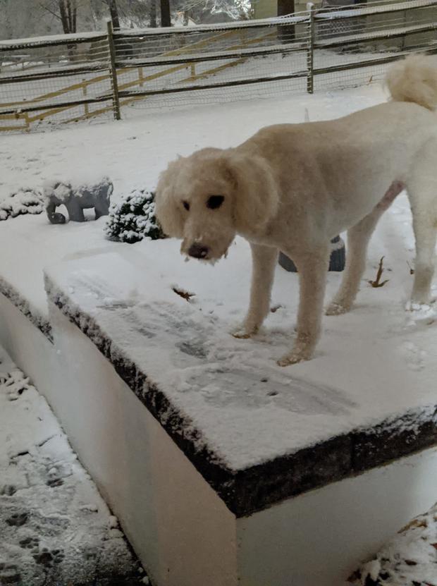white-dog-in-snow.jpg 