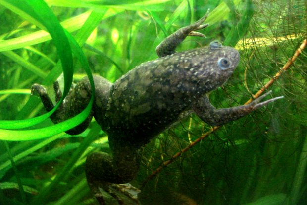 african-clawed-frog-pouzin-olivier.png 