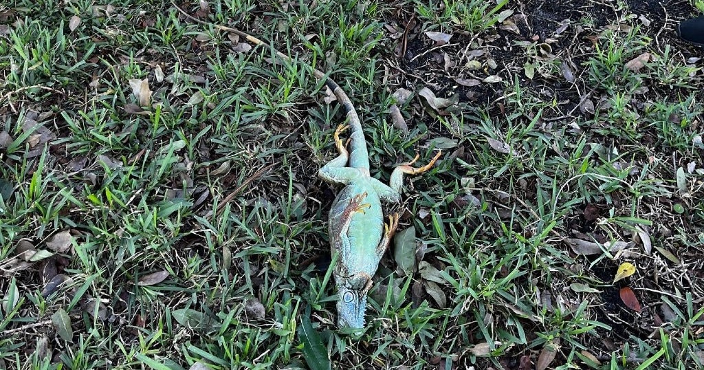 Coldest air of season arrives mid-week, will it be enough to cause falling iguanas? Coldest air of season arrives mid-week, will it be enough to cause falling iguanas?