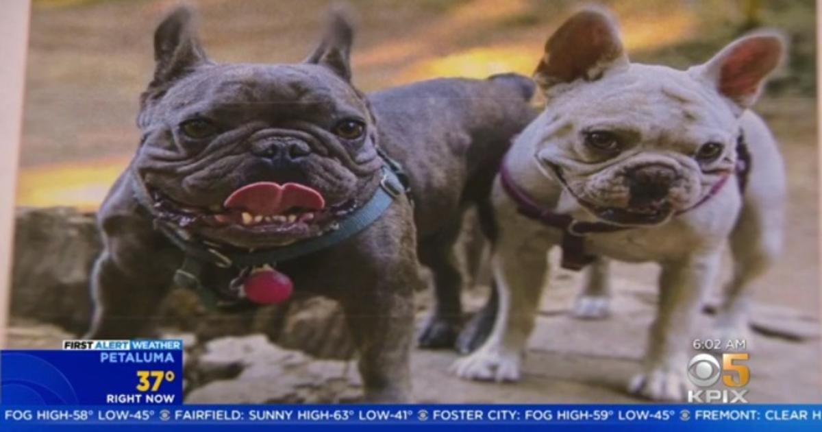 French Bulldog Owner Pleads for Return of 2 Dogs Stolen in Oakland - CBS  San Francisco