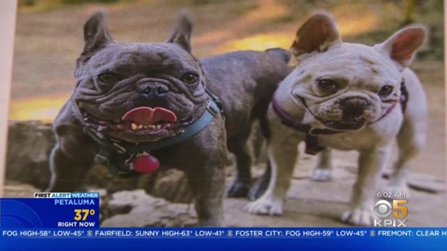 stolen-French-Bulldogs.jpg 