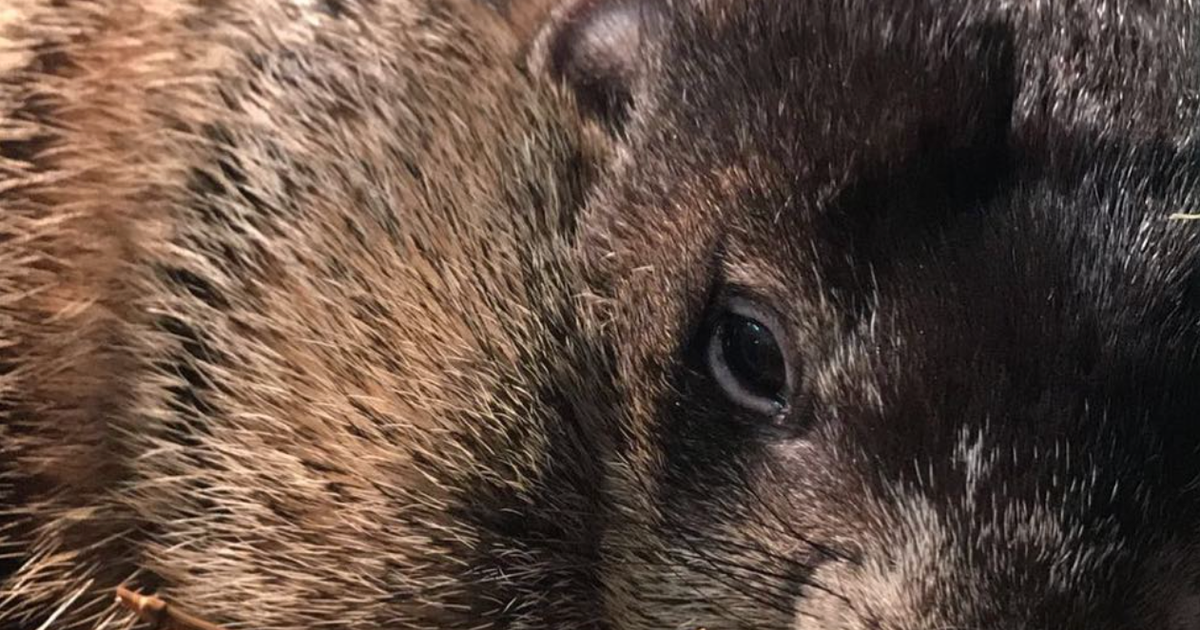 Beloved New Jersey groundhog Milltown Mel dies just before Groundhog