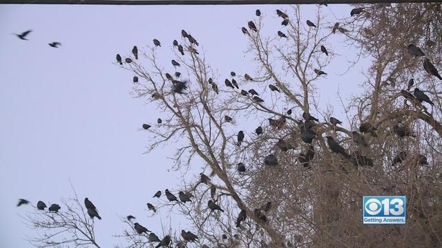 crows.jpeg 
