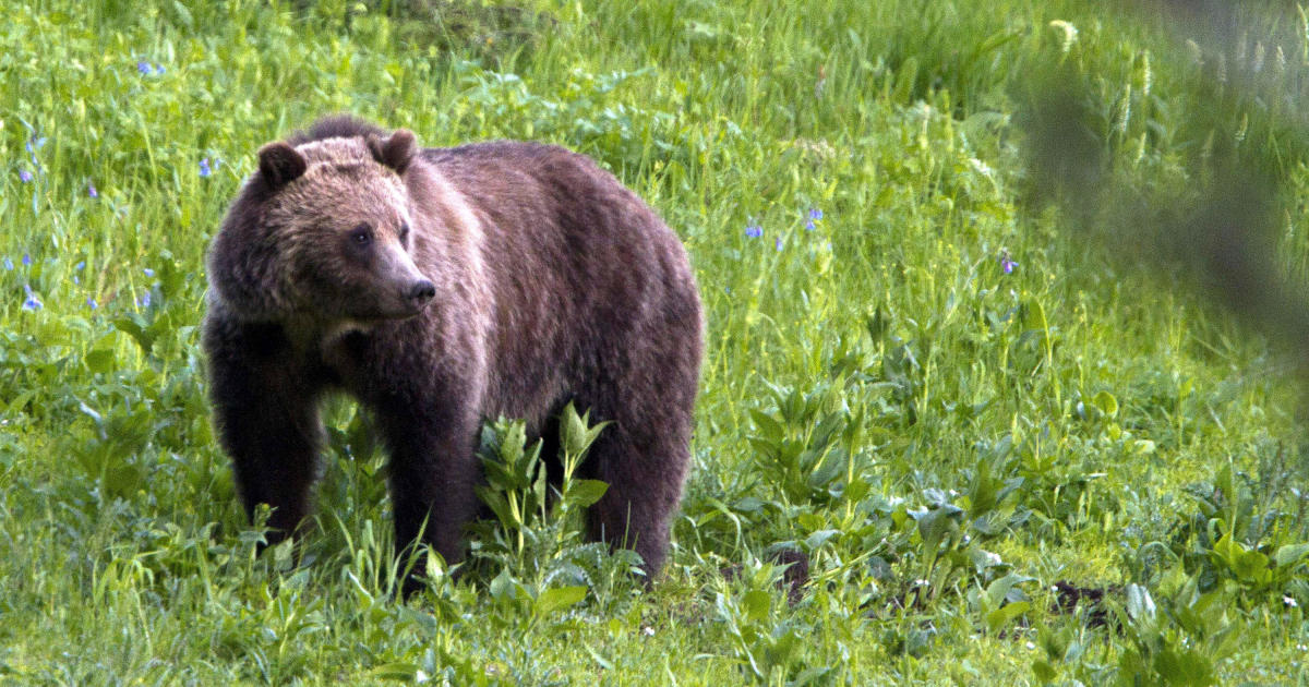 Grizzly bear found dead near Yellowstone prompts investigation and outrage
