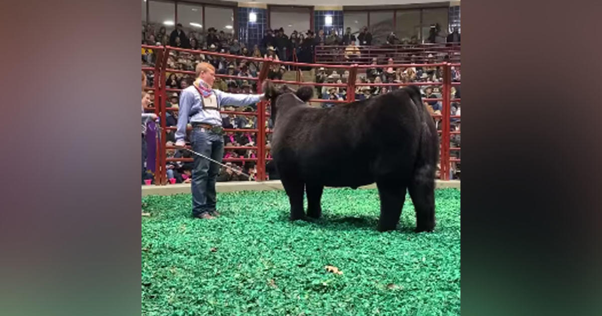 Fort Worth Stock Show & Rodeo Grand Champion Steer 'Steve' Fetches