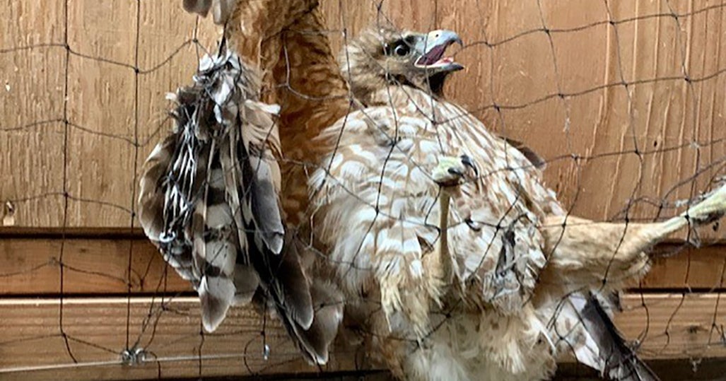 SF Animal Control Rescue Hawk From Net In Tenderloin - CBS San Francisco