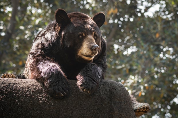 LA Zoo's 25-Year-Old Black Bear Ranger Euthanized Because Of Declining Health