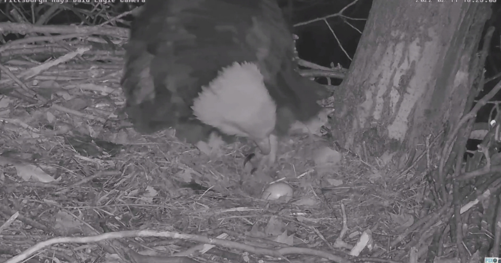 Hays Bald Eagles Lay Season's 1st Egg - CBS Pittsburgh