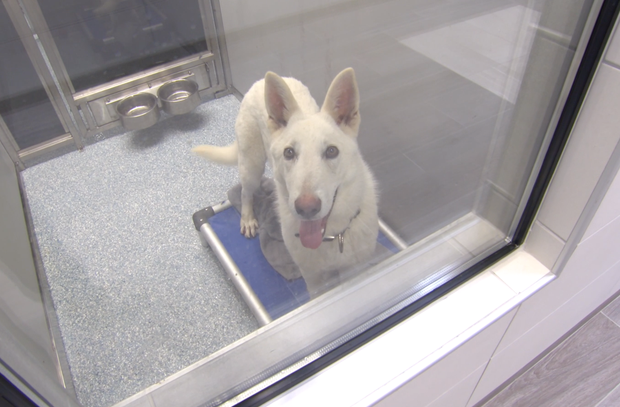 Screen ShoAdoptable dog at Garland Animal Shelter 