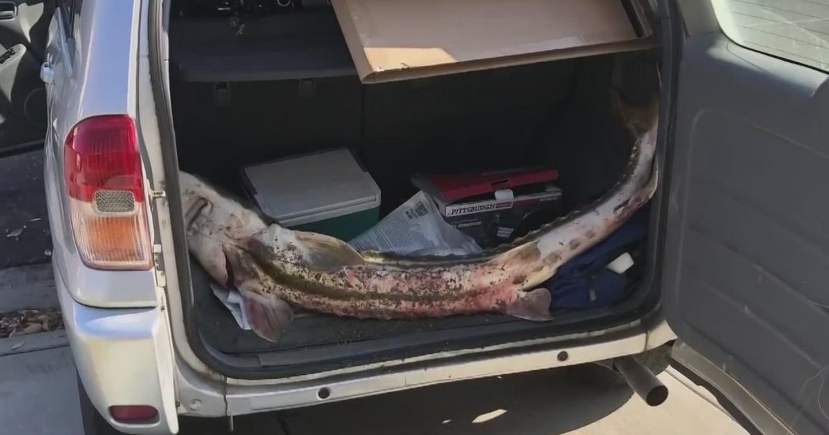 Endangered Sturgeon Poached From Tracy Waterway CBS Sacramento