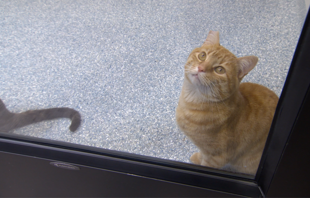 Adoptable cat at Garland Animal Shelter 