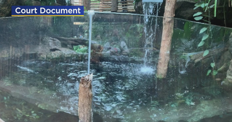 Family Sues Dallas World Aquarium Alleging Giant Otter Bit 2YearOld Daughter's Hand CBS Texas
