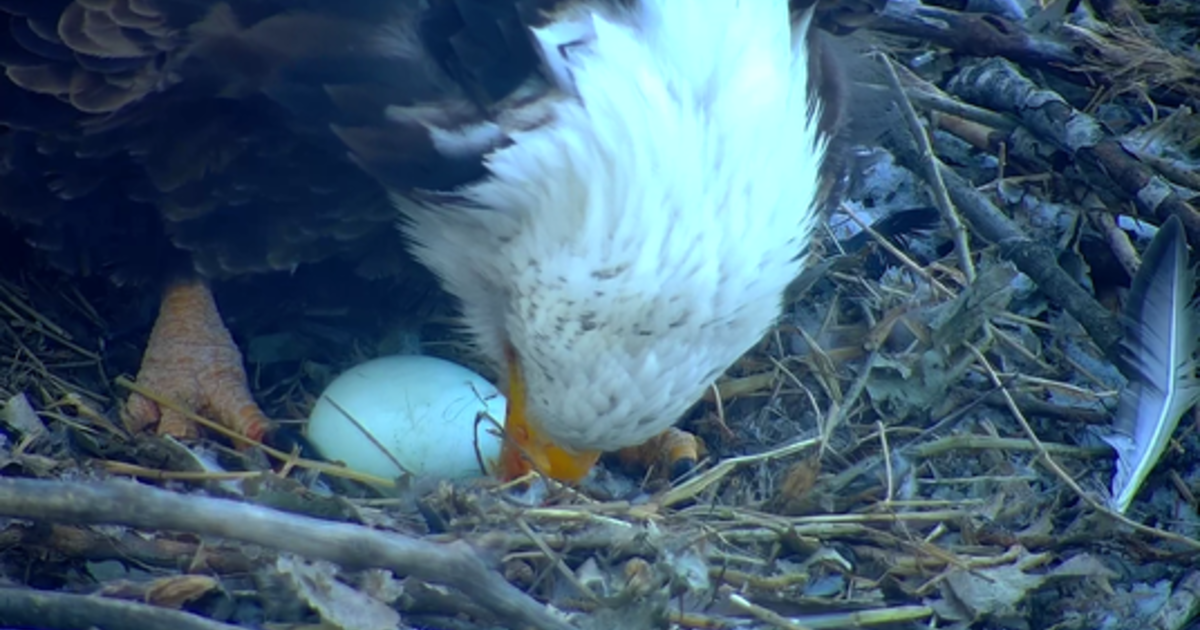 DNR Reports 2022's 1st Egg Spotted On Their EagleCam - CBS Minnesota