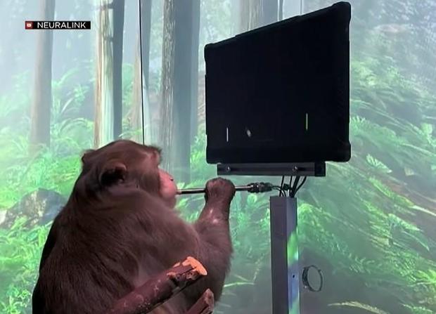 uc-davis-primate-pager-playng-pong-using-onlyl-his-brainwaves.jpg 