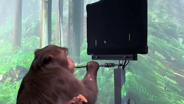 uc-davis-primate-pager-playng-pong-using-onlyl-his-brainwaves.jpg 