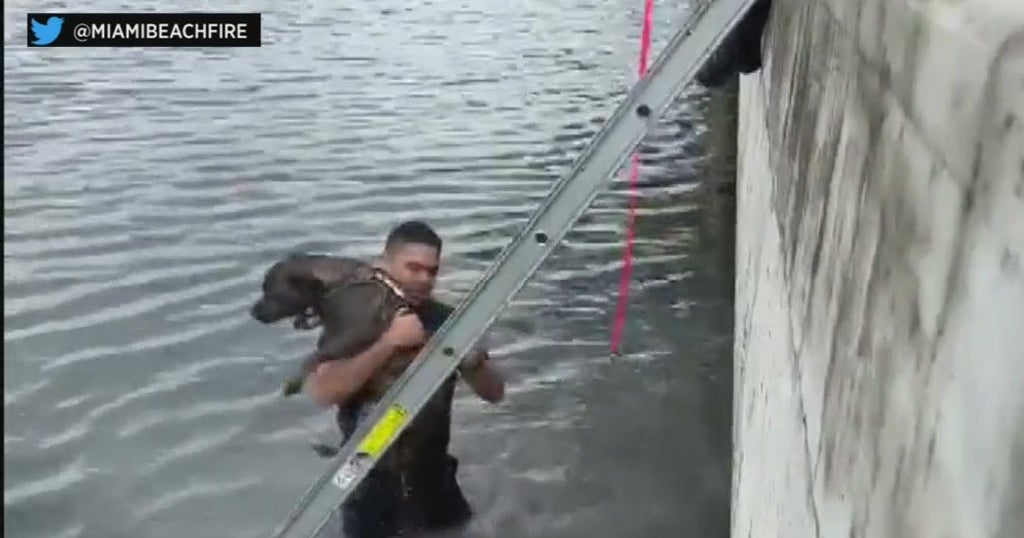 Miami Beach Firefighters Rescue Dog That Fell Into The Bay - CBS Miami