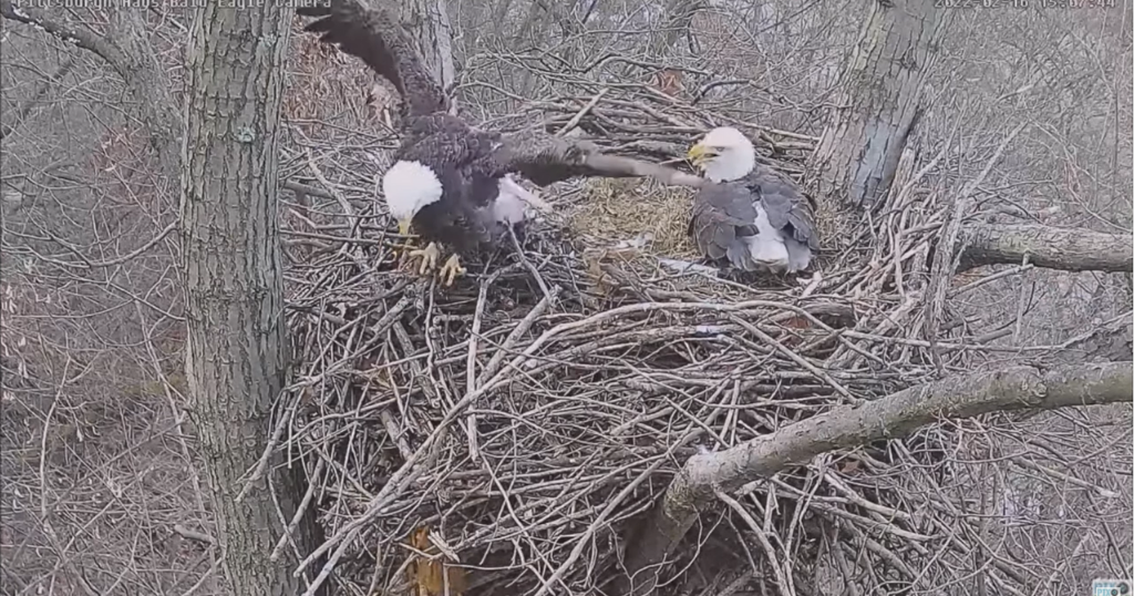 WATCH Hays Bald Eagles Defend Nest From Squirrel CBS Pittsburgh