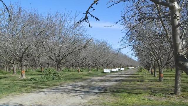 bees-orchard.jpeg 