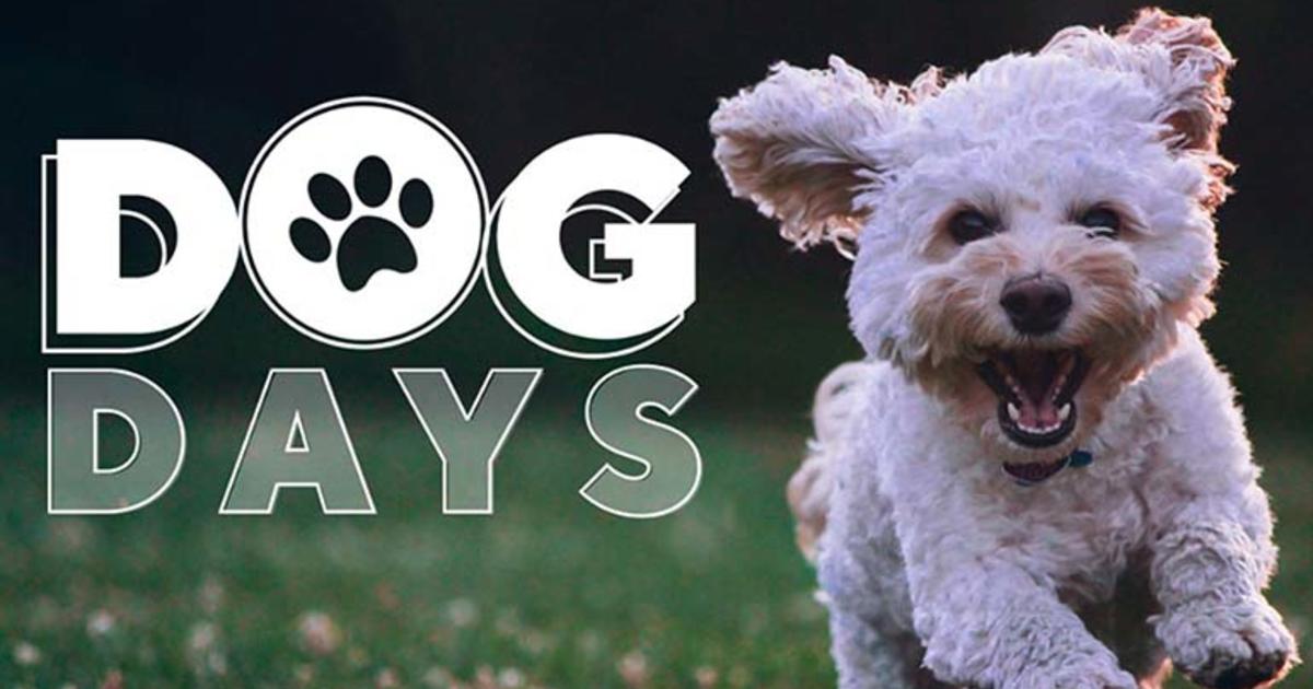 First 'Dog Days' Event Brings Four-Legged Friends To Fort Worth's ...