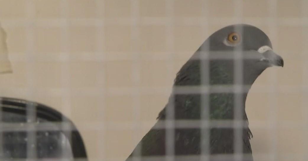 Bird flu detected on Long Island, potentially infecting poultry