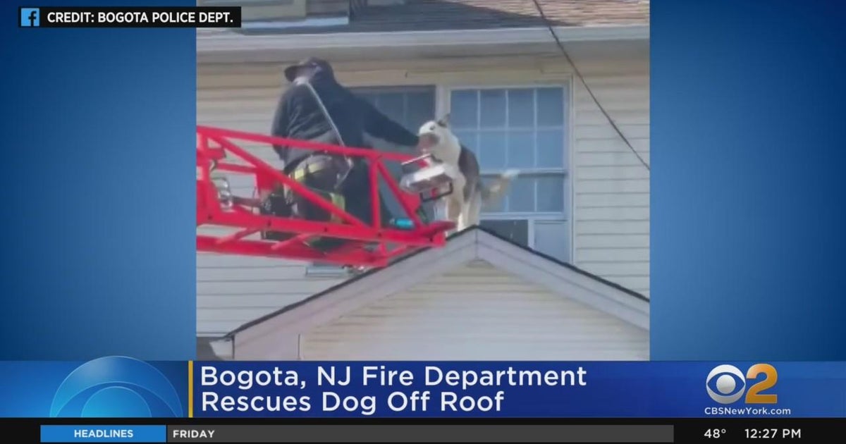 Dog rescued from roof in New Jersey - CBS New York