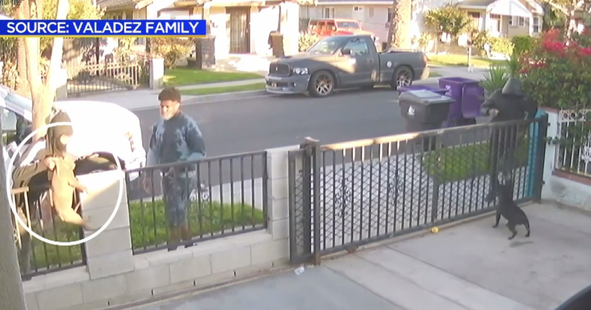 Pit Bull Puppy Returned To Family Days After Being Stolen CBS Los Angeles