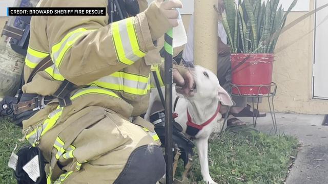 BSO-Firefighters-Extinguish-Blaze-Rescue-Dog.jpg 