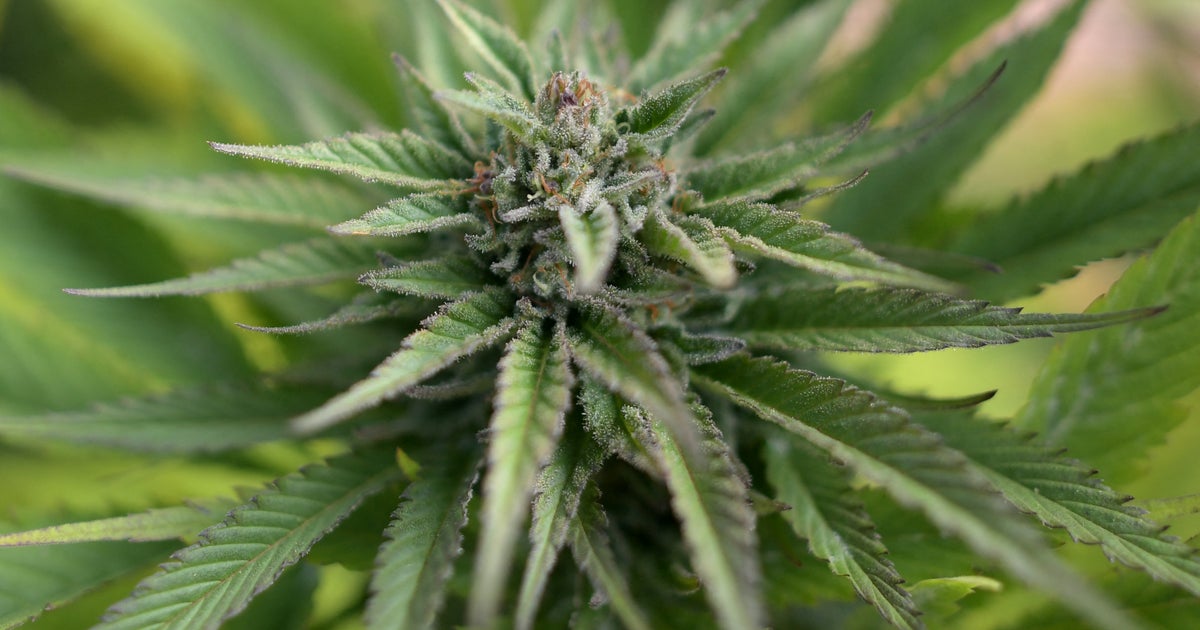 NYPD still testing members for marijuana, despite orders from law