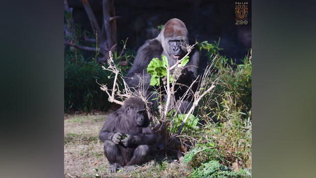 Dallas Zoo gorillas 