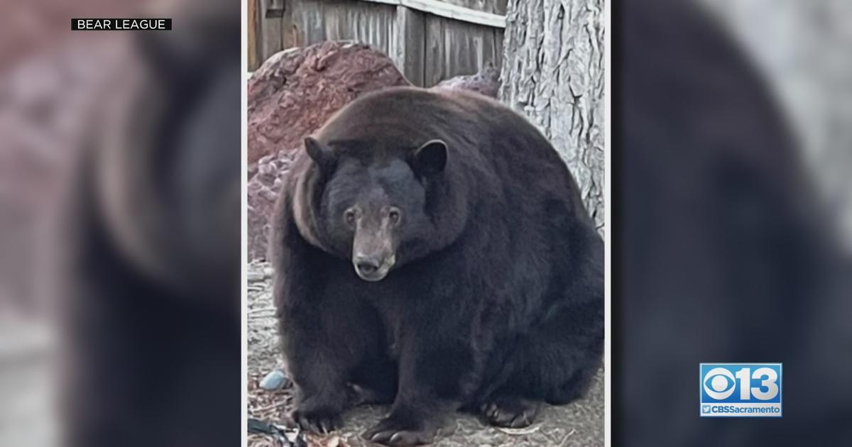 DNA Evidence Exonerates Big Bear 'Hank The Tank' From Tahoe-Area Break ...