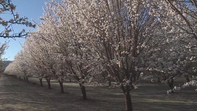 almond-trees.png 
