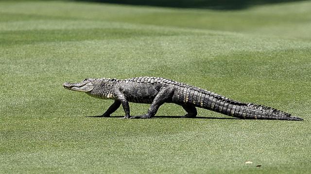 PGA TOUR - 2006 Verizon Heritage Classic - First Round 