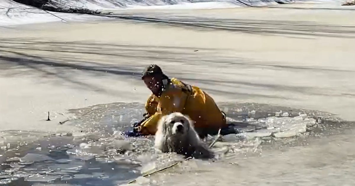 WATCH Colorado Firefighter Rescues Dog Named Daisy Who Fell In Icy(00)