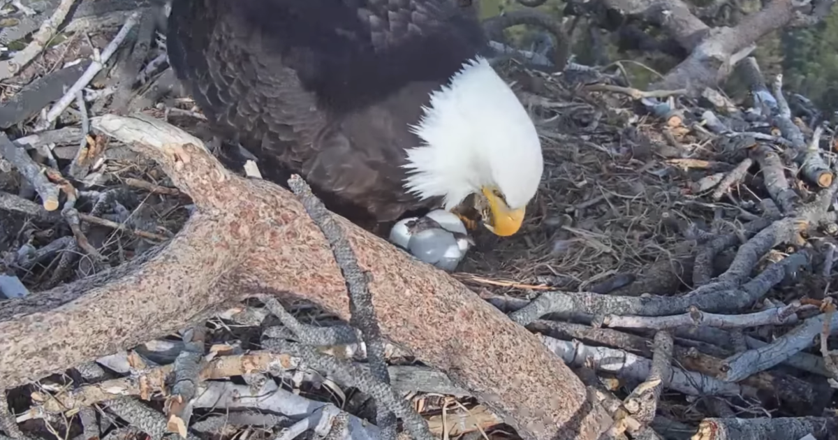 'A Star Is Hatched': Big Bear Bald Eagles Welcome Baby Eaglet - CBS Los ...