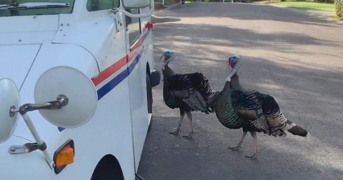 Postal Carrier Beats Aggressive Wild Turkey To Death After Being ...