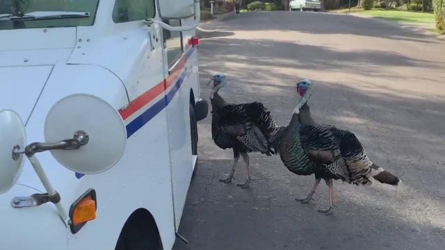 turkey-usps.jpeg 
