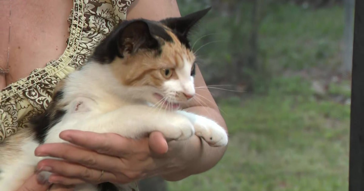 Family Says Cat Was Shot By Pellet Gun in Southwest MiamiDade CBS Miami