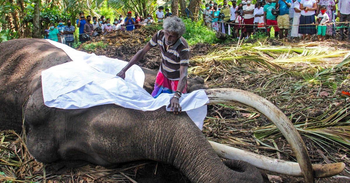 Sri Lanka's most sacred elephant, dead at 68, to be stuffed for posterity CBS News