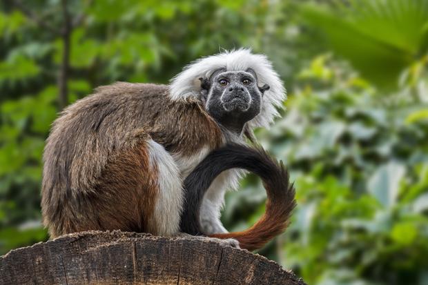 Hong Kong's oldest zoo seeks answers after deaths of 9 monkeys, including critically endangered Tamarins