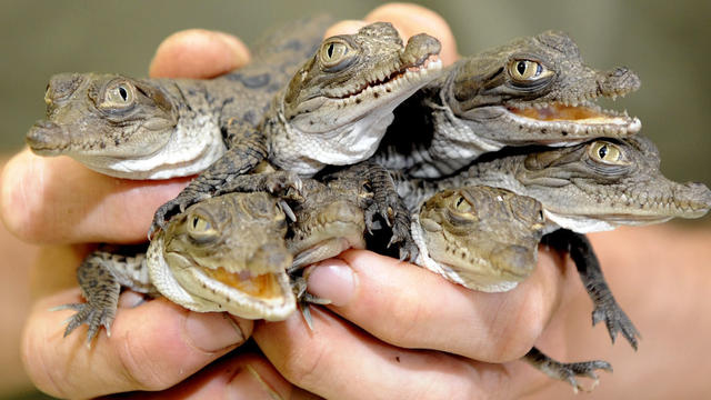 Baby-Crocodiles.jpg 